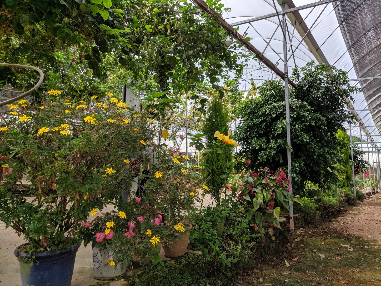 Last Stop Strawberry Centre photo 2