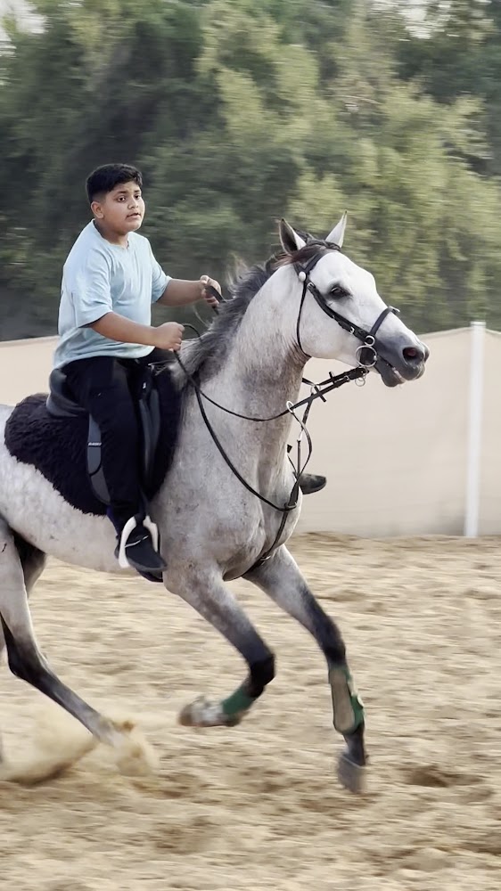 اسطبلات LE Palma stables photo 3