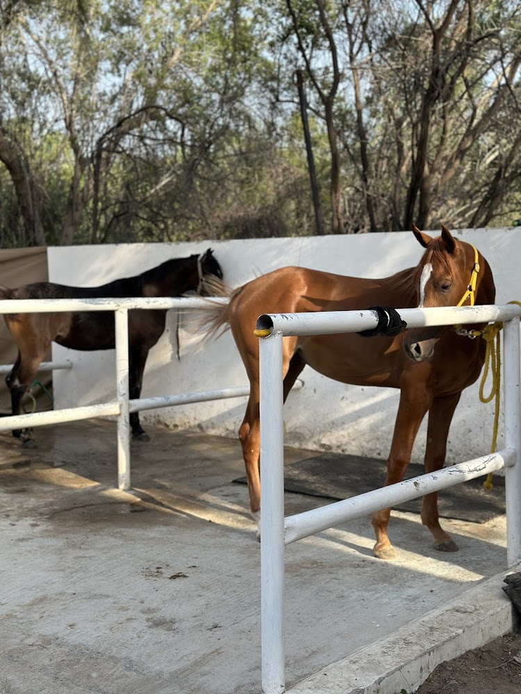 اسطبلات LE Palma stables photo 5