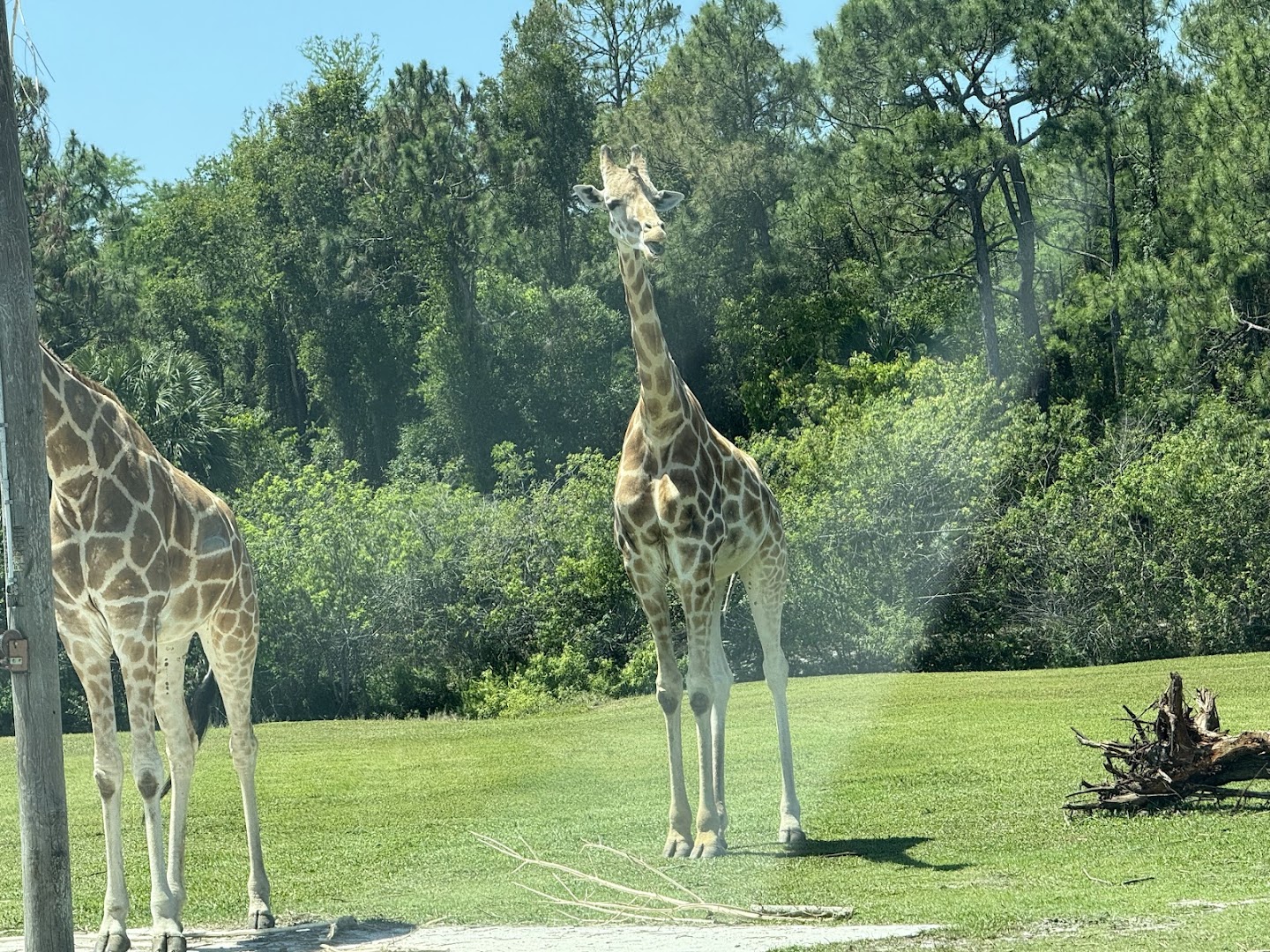 Lion Country Safari photo 2