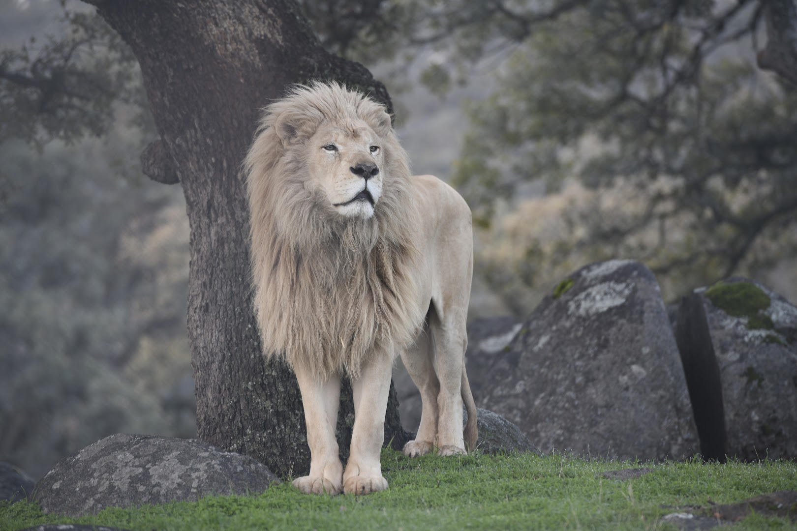 Lions Tigers & Bears The San Diego Animal Sanctuary®