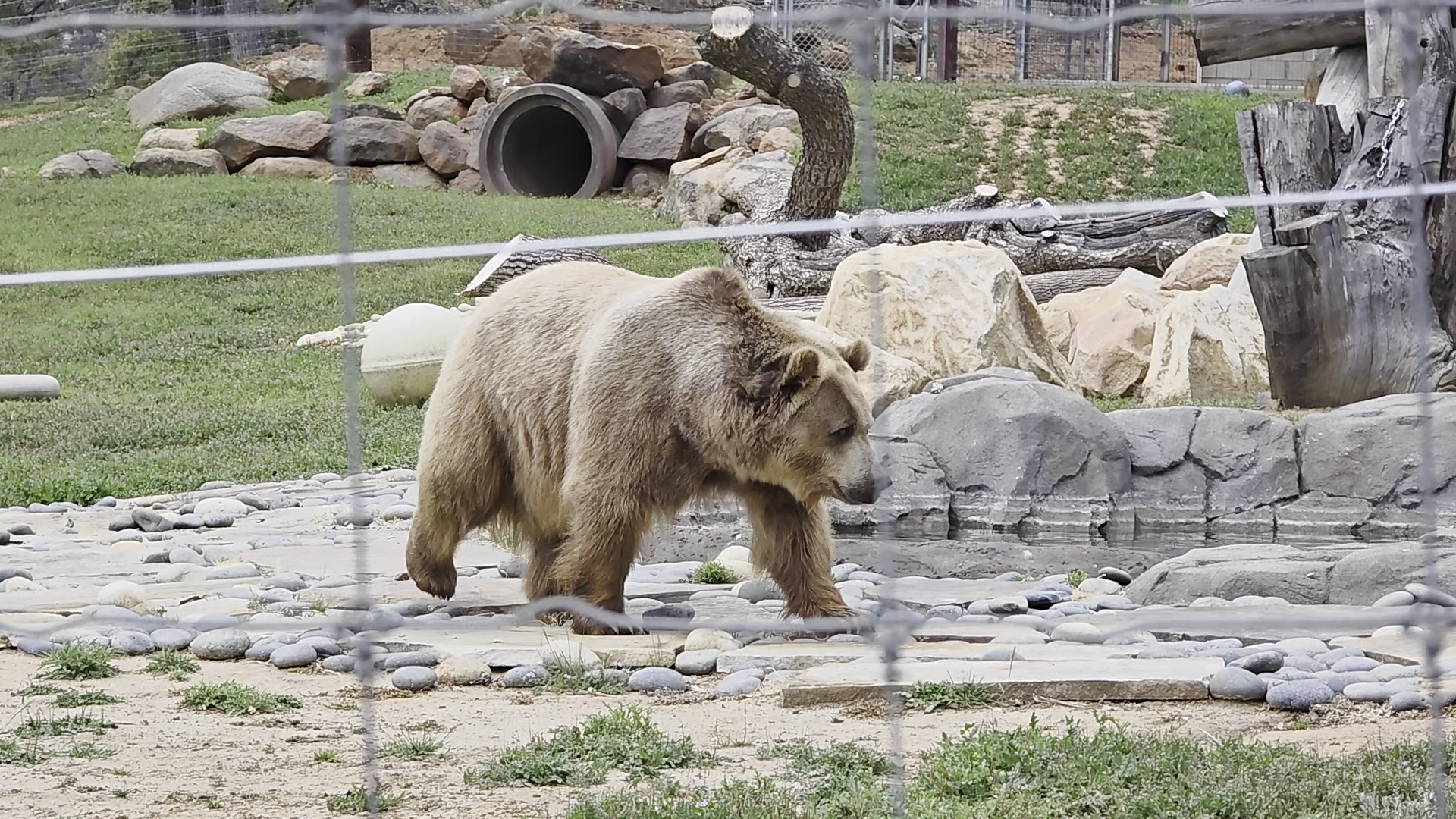 Lions Tigers & Bears The San Diego Animal Sanctuary® photo 2