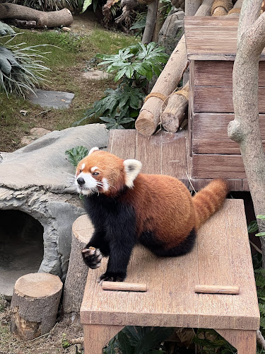 Little Meerkat & Giant Tortoise Adventure