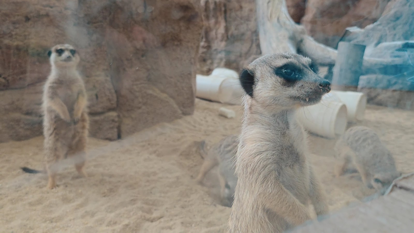 Little Meerkat & Giant Tortoise Adventure photo 3