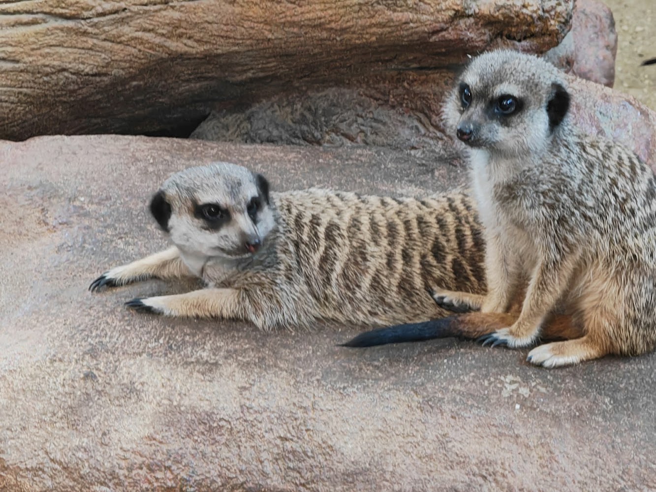 Little Meerkat & Giant Tortoise Adventure photo 5