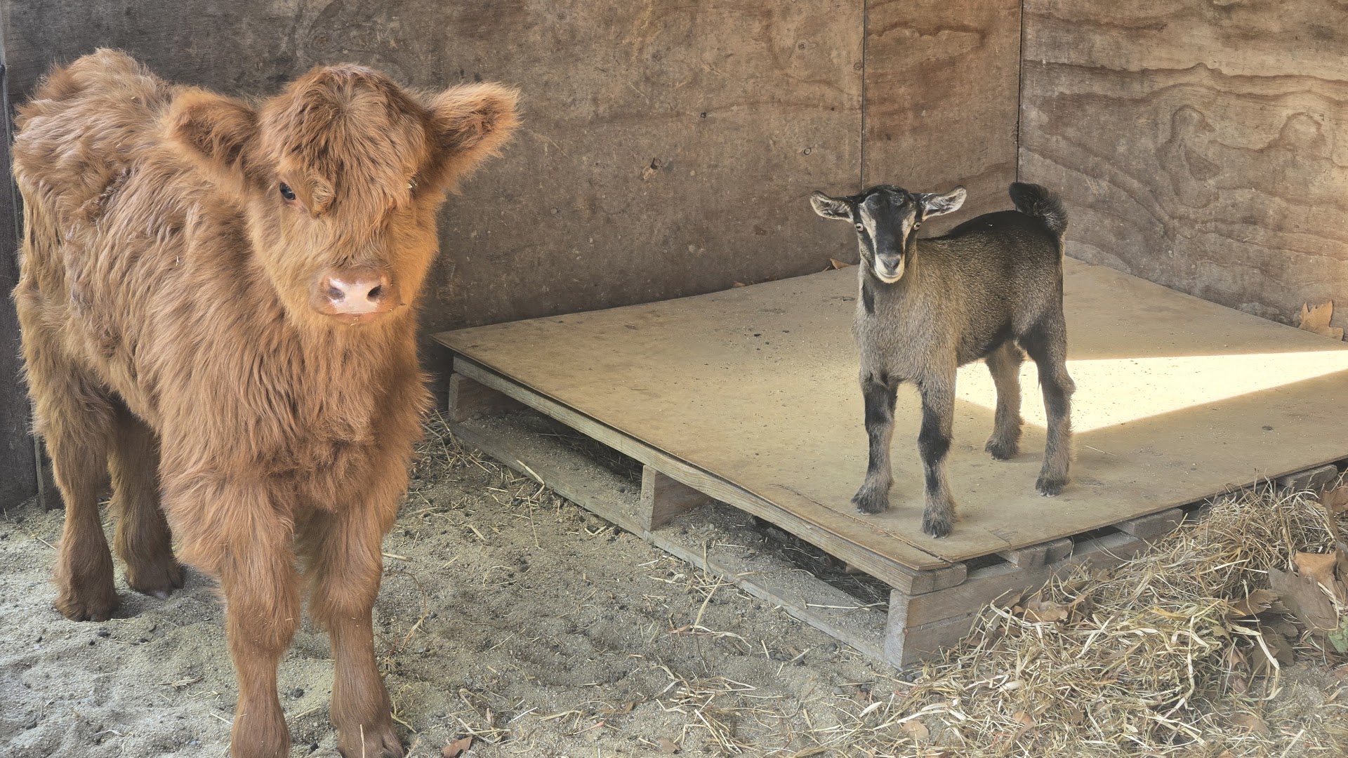 Little Sherwood Drouin Petting Zoo & Cottages