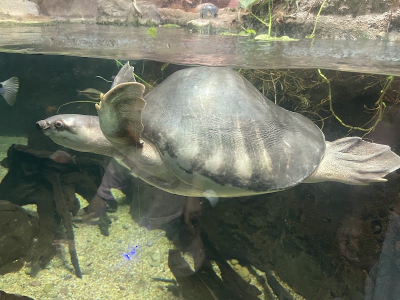 Living Amphibians Invertebrates and Reptiles