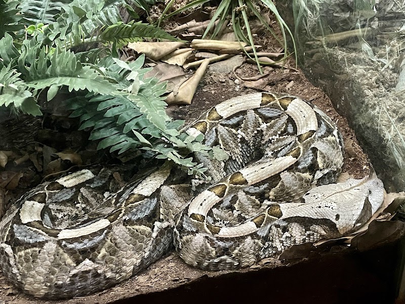 Living Amphibians Invertebrates and Reptiles photo 2