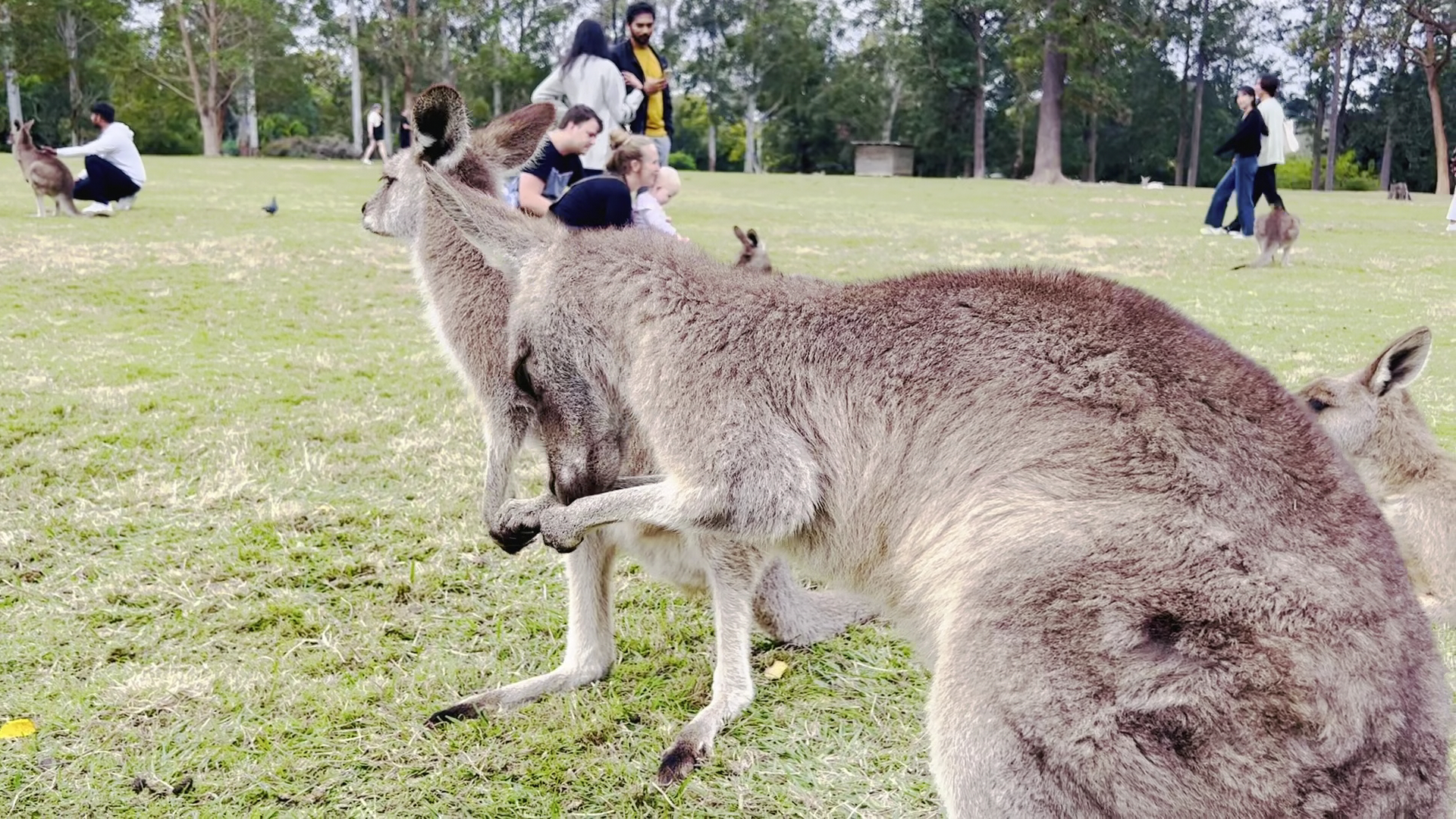 Lone Pine Koala Sanctuary photo 2