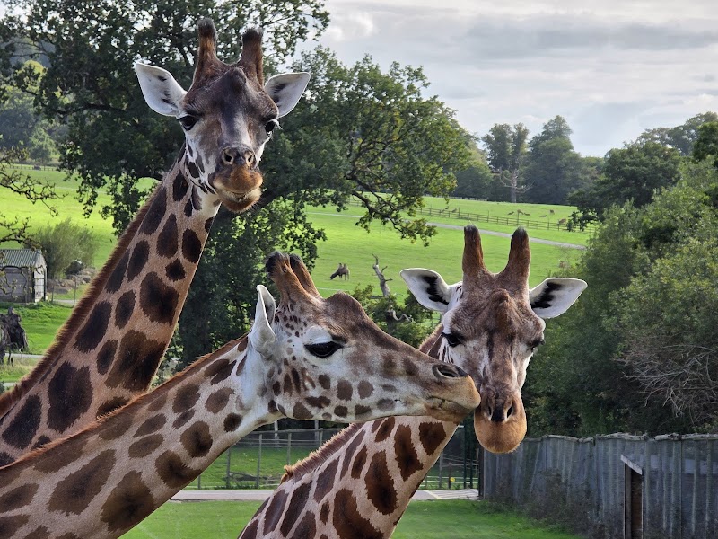Longleat photo 2