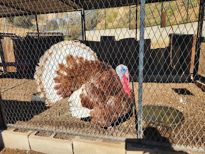 Love Always Sanctuary - Farm Animal Sanctuary California
