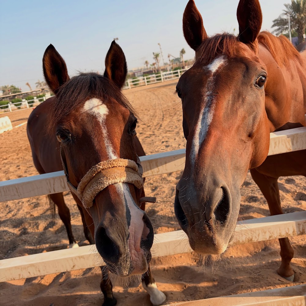 M11 Equestrian Club photo 5