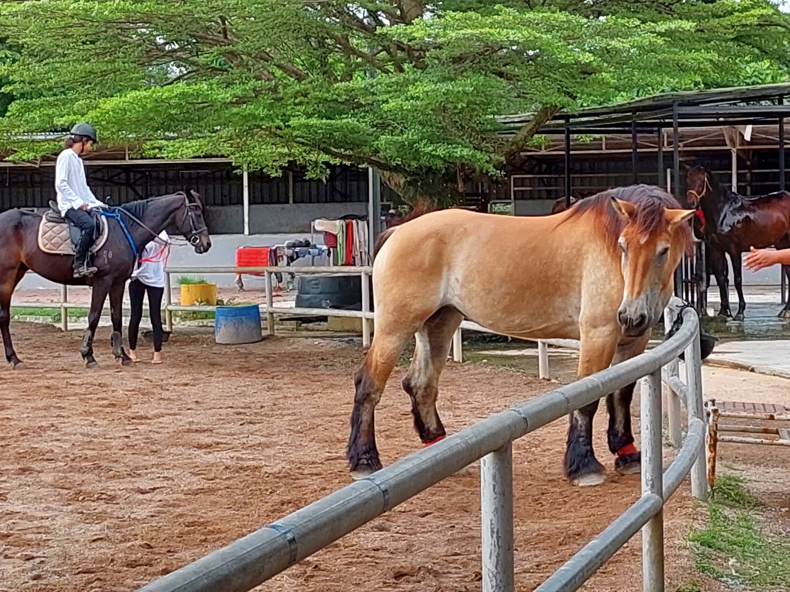 MAEPS Horseback Riding photo 3