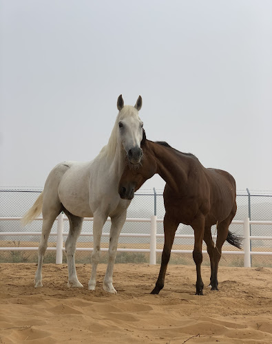 Malath Paddock Paradise