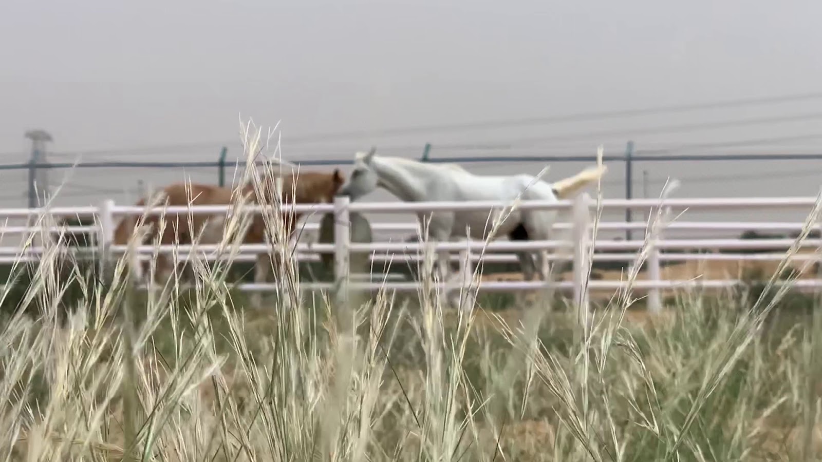 Malath Paddock Paradise photo 3