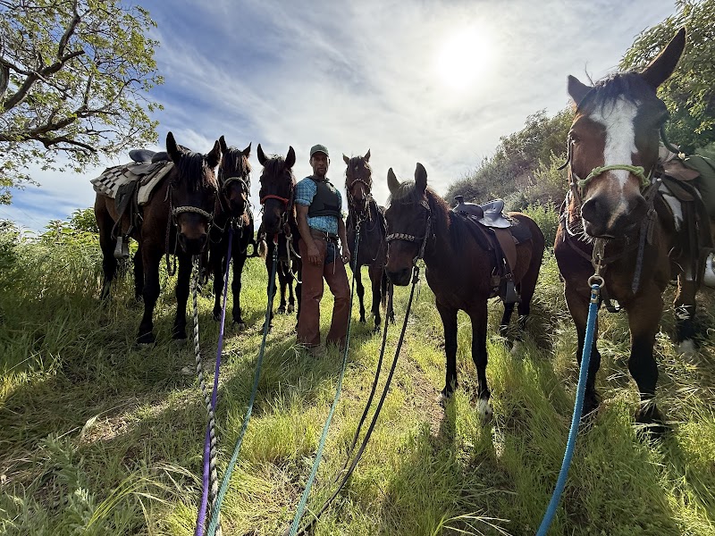 Maliwu Mustangs | Horseback Riding photo 2