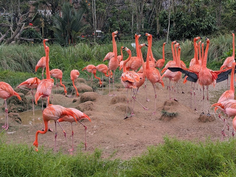 Mandai Birds Sanctuary