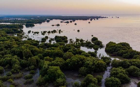 Mangrove Beach photo 4