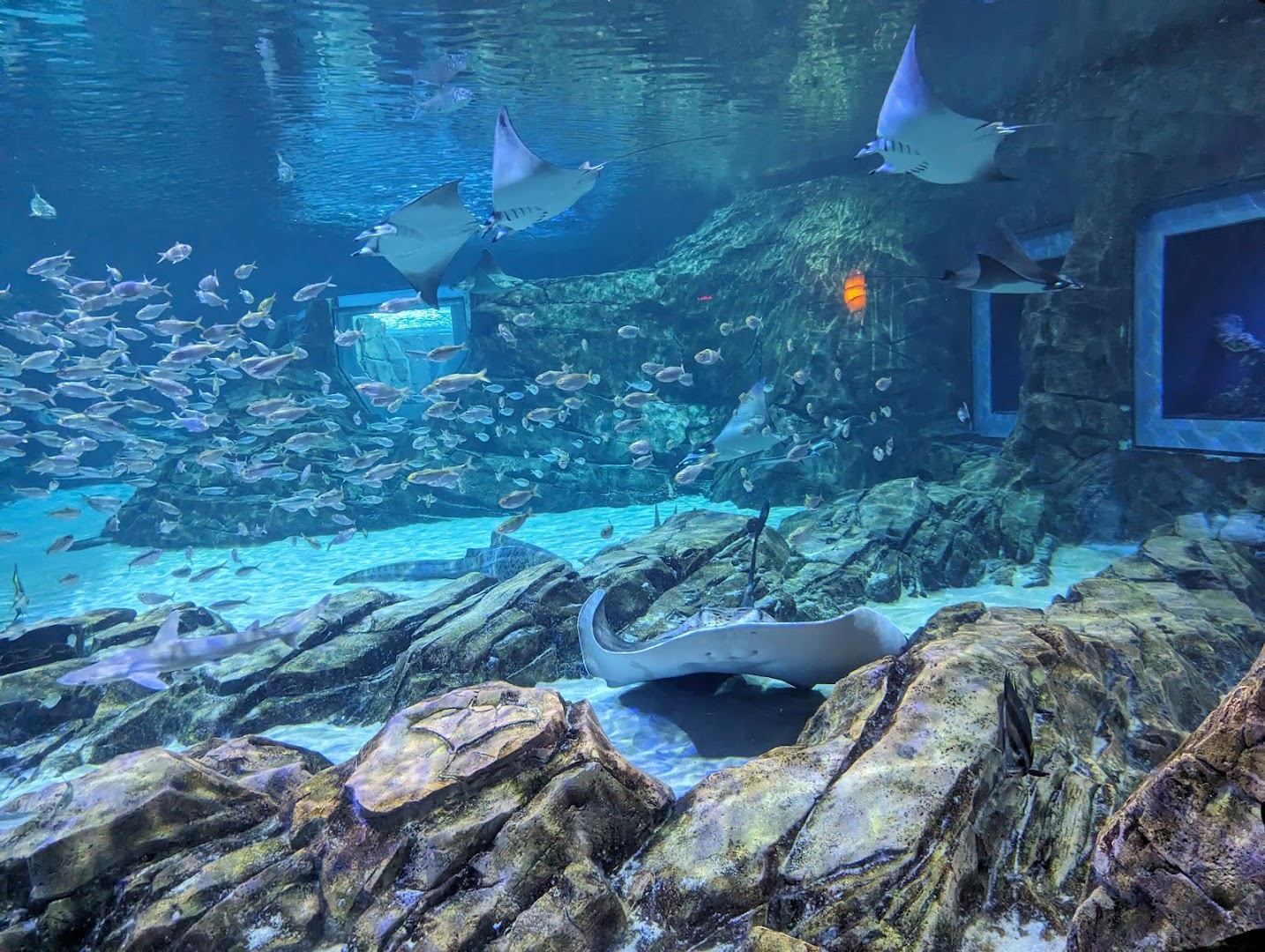 Manta photo 2