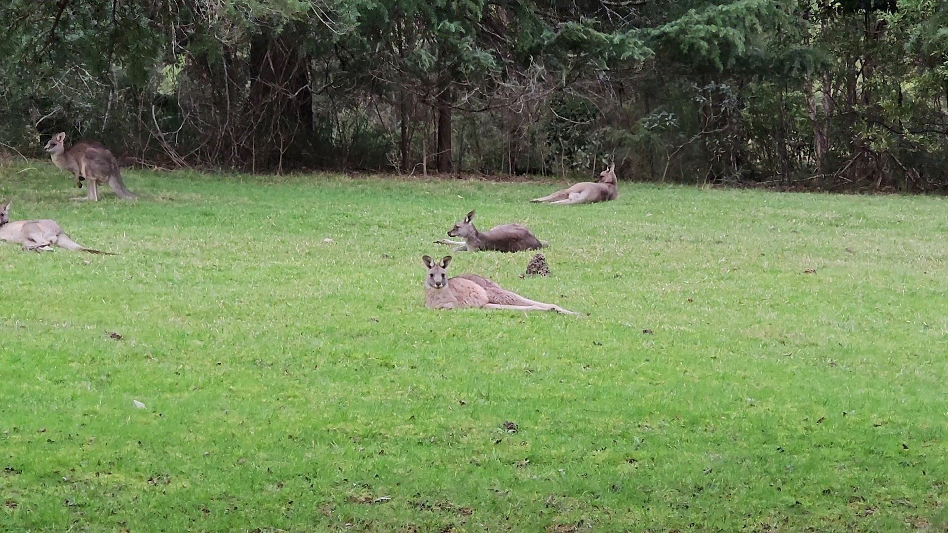 Maroondah Reservoir Park photo 2