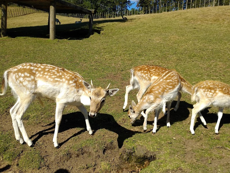 Photo of Marshalls Animal Park in Bay of Plenty