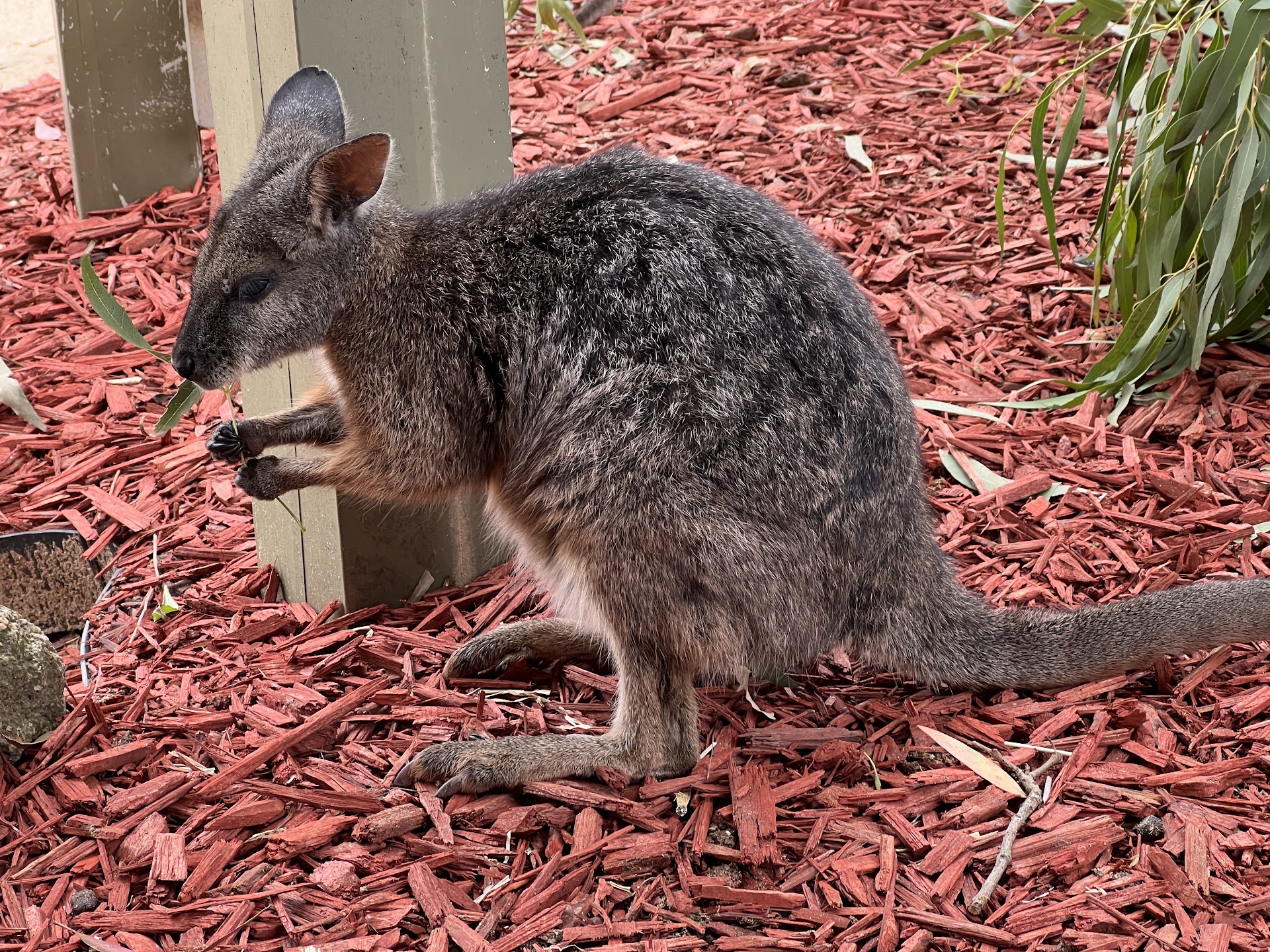 Maru Koala and Animal Park photo 3