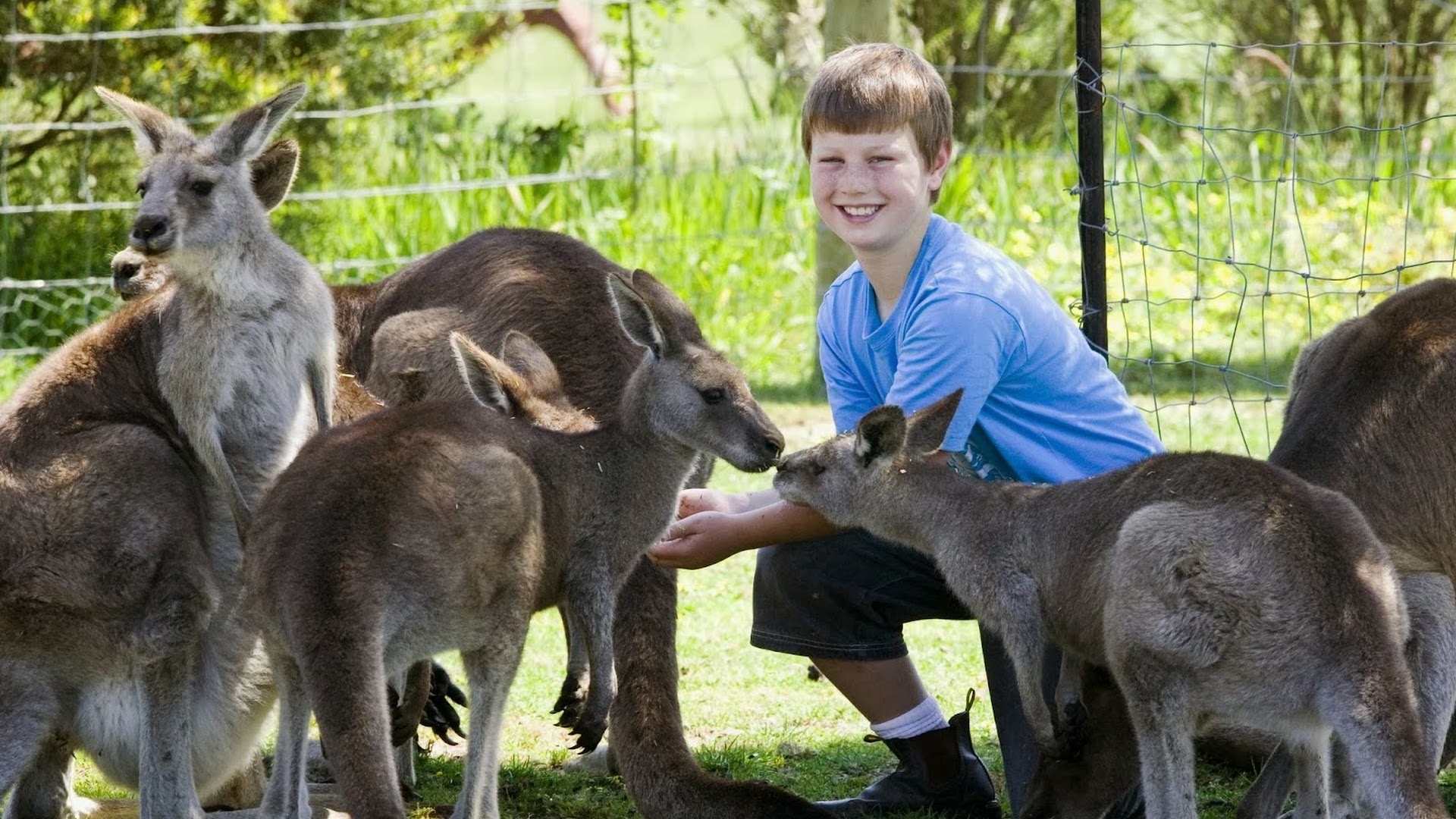 Maru Koala and Animal Park photo 2