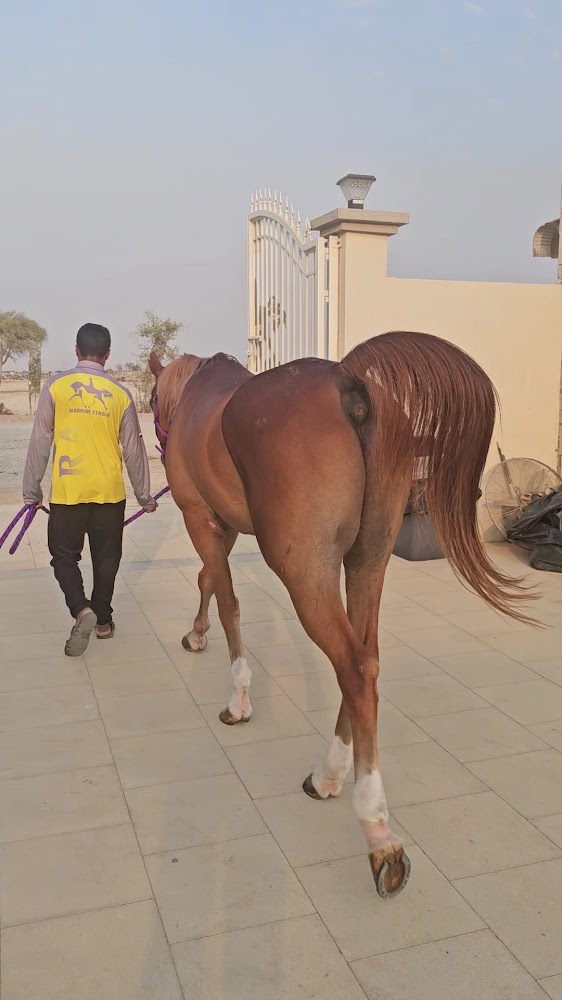 Marwan farm,hamraniyah photo 5