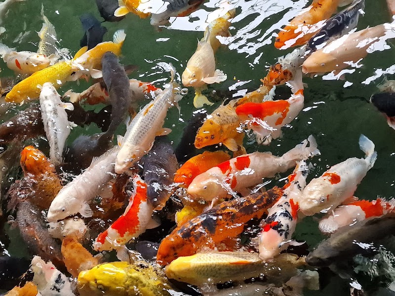 Matlock Bath Aquarium and arcade