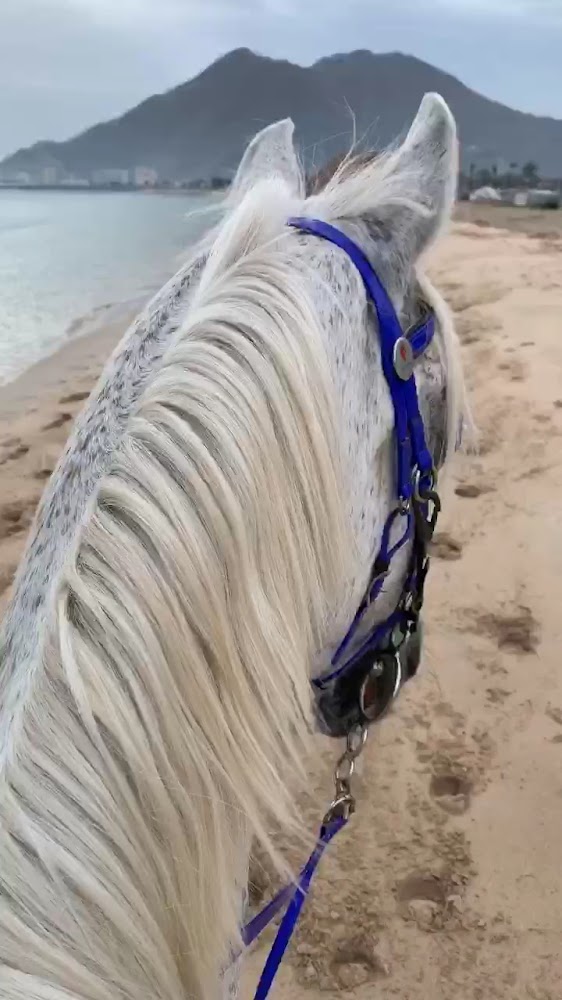 Maydan Khorfakan Equestrian Club photo 2