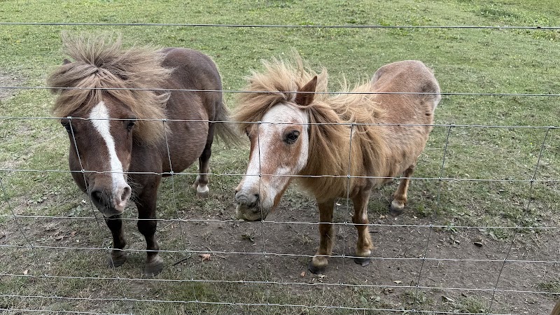 Mayfield Alpacas Farm & Animal Sanctuary photo 2