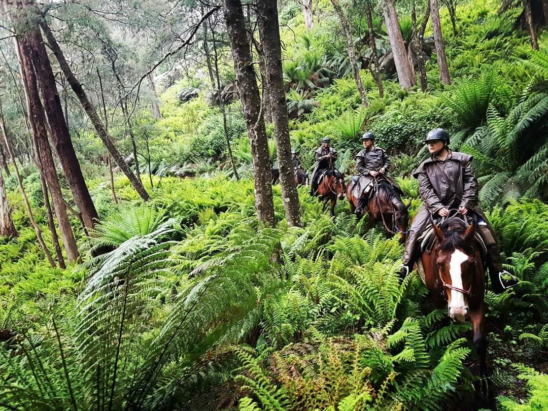 McCormack's Mountain Valley Trail Rides photo 2