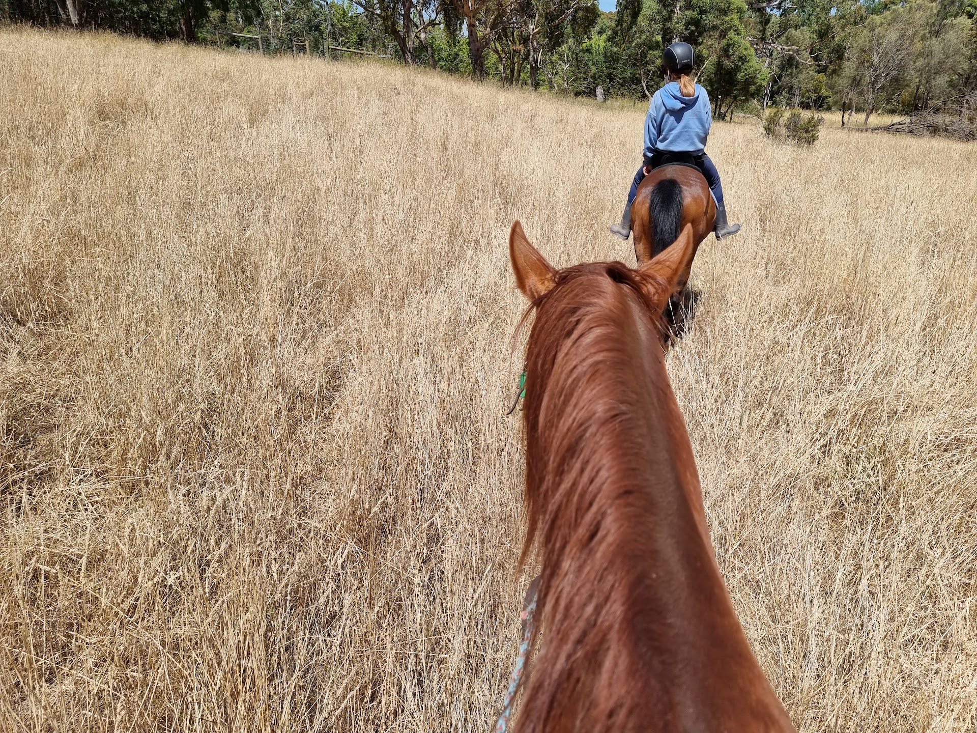 Megan Jones Equestrian Training photo 2
