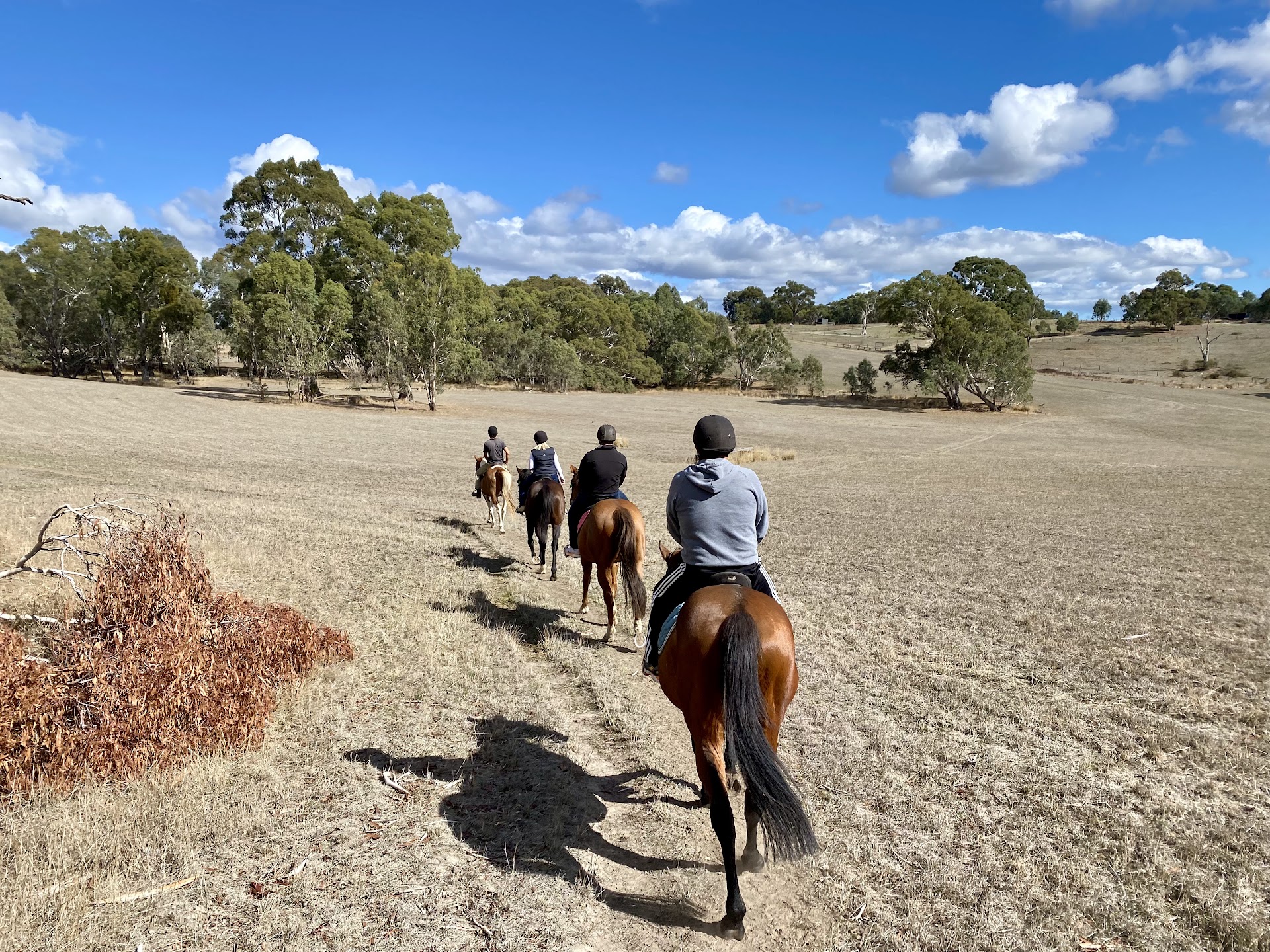 Megan Jones Equestrian Training photo 3