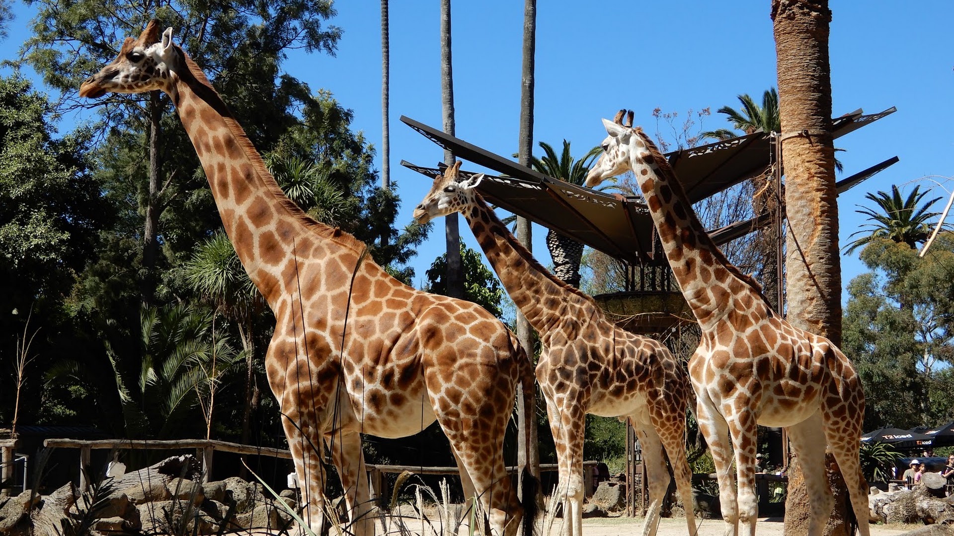 Melbourne Zoo