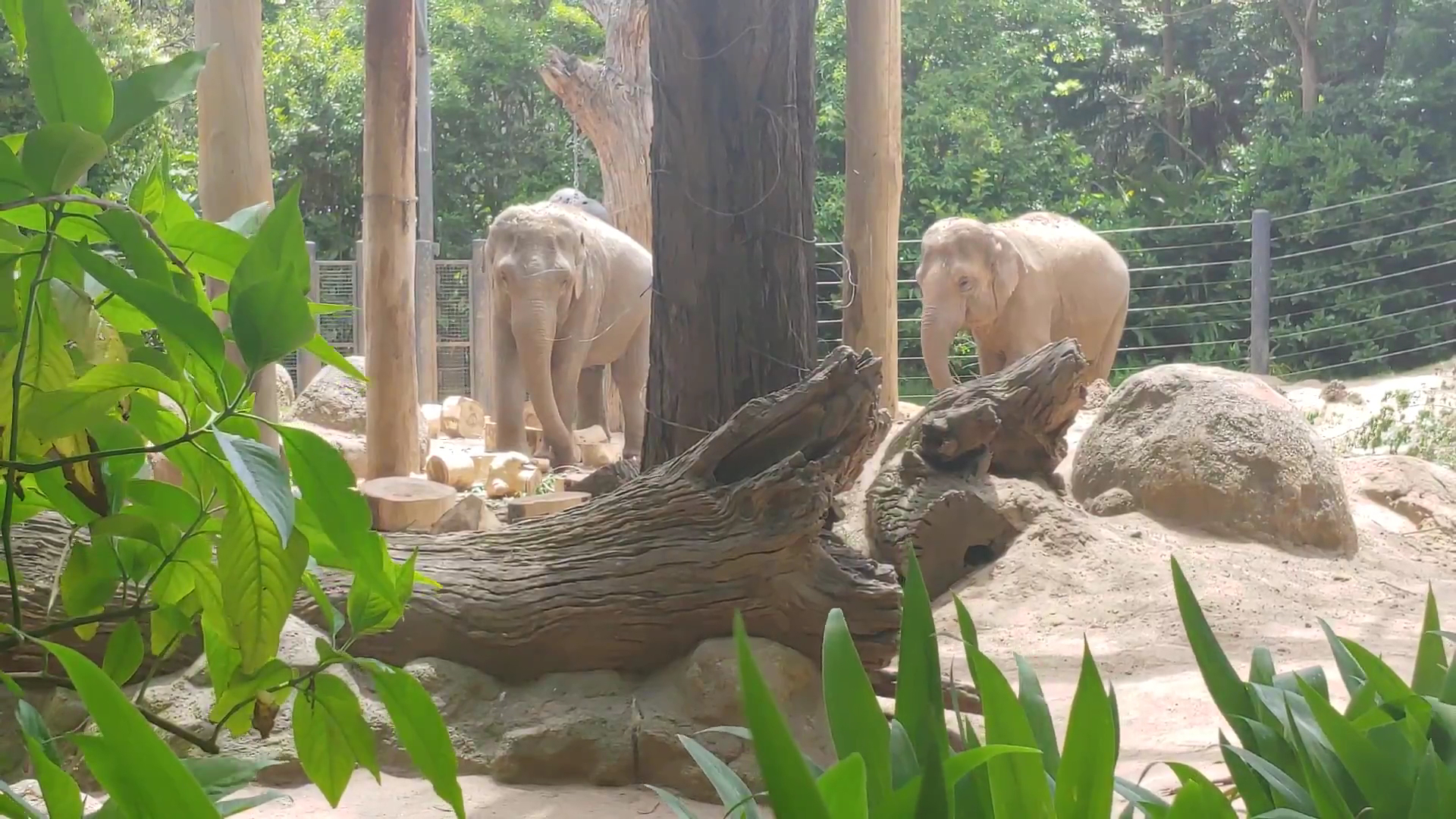 Melbourne Zoo photo 2