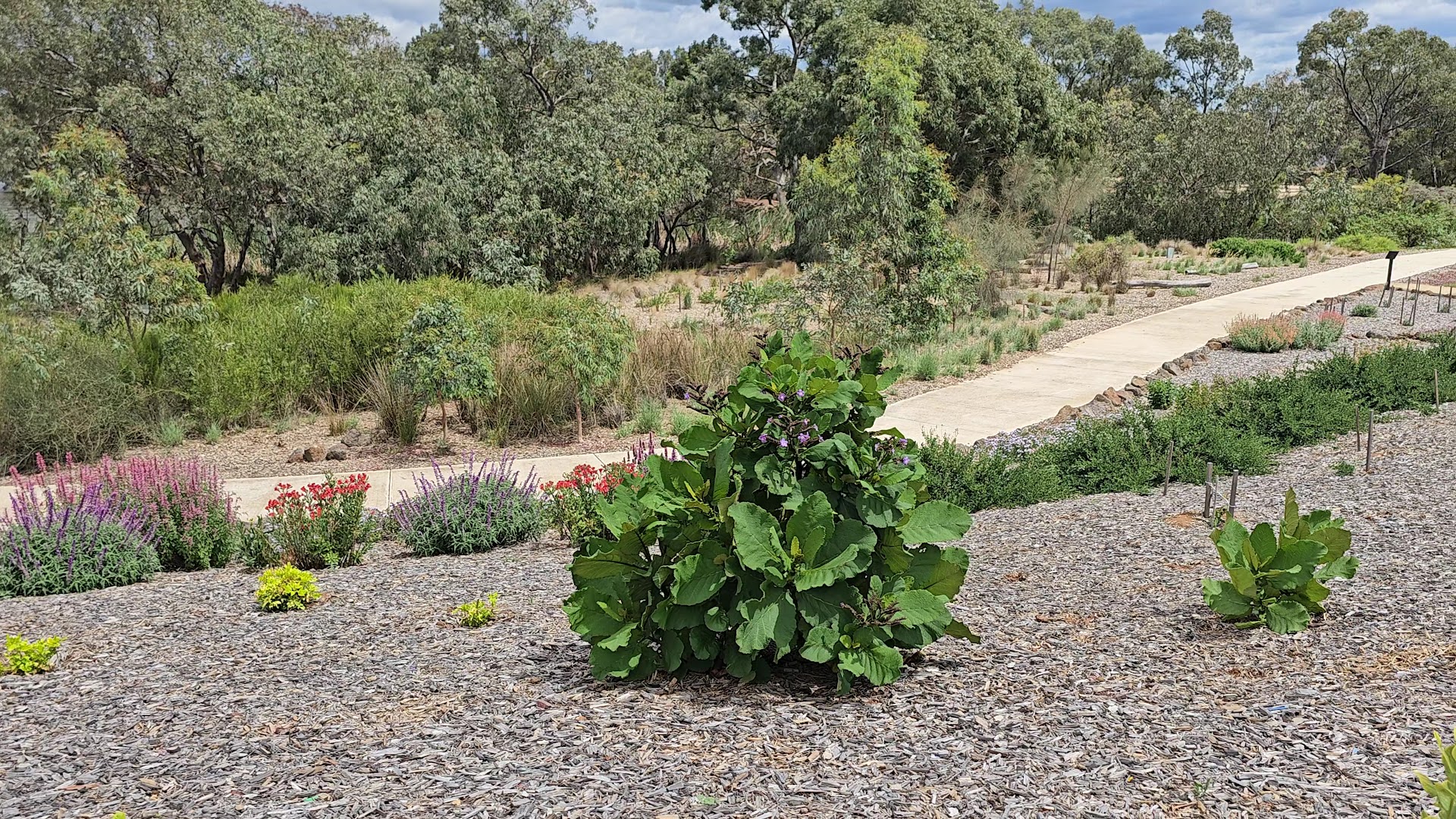 Melton Botanic Garden photo 2