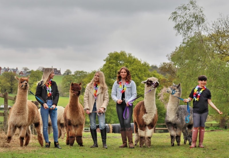 Middle England Farm Alpacas and Care Farm