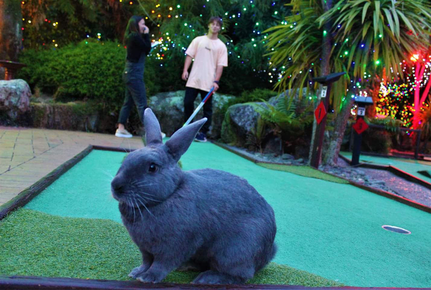 Mini Golf Rotorua with Rabbits