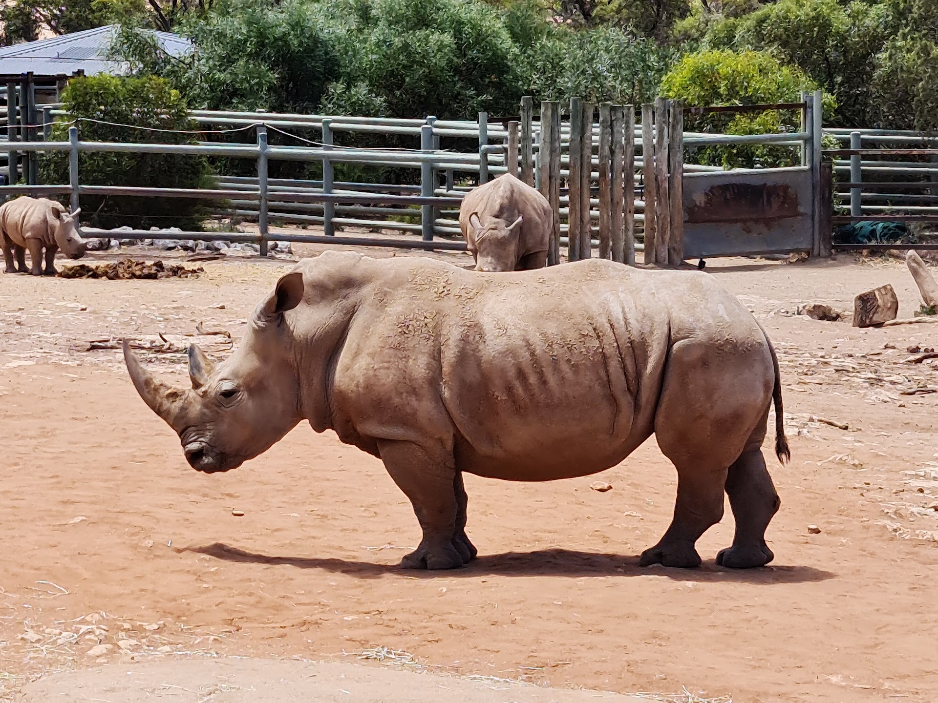 Monarto Safari Park photo 3