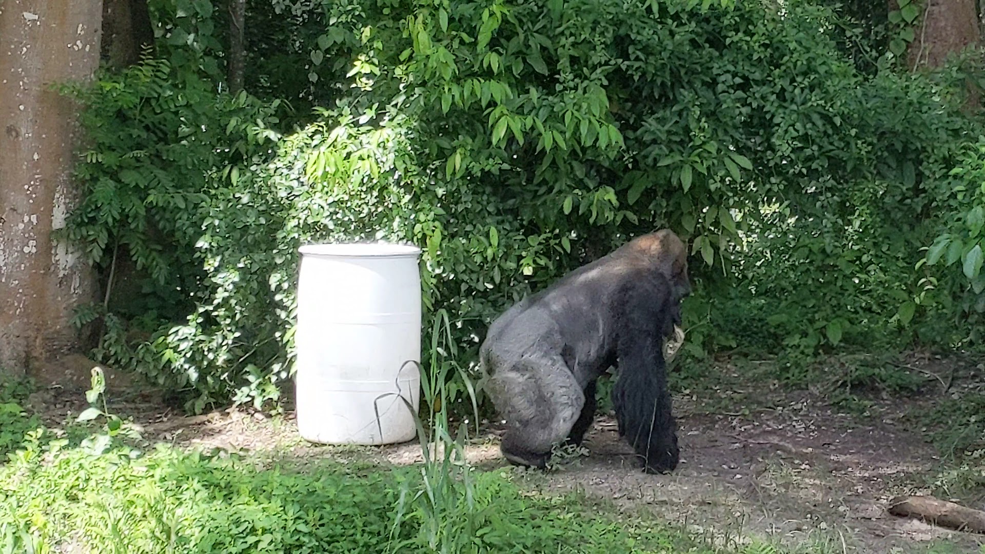 Monkey Jungle photo 2