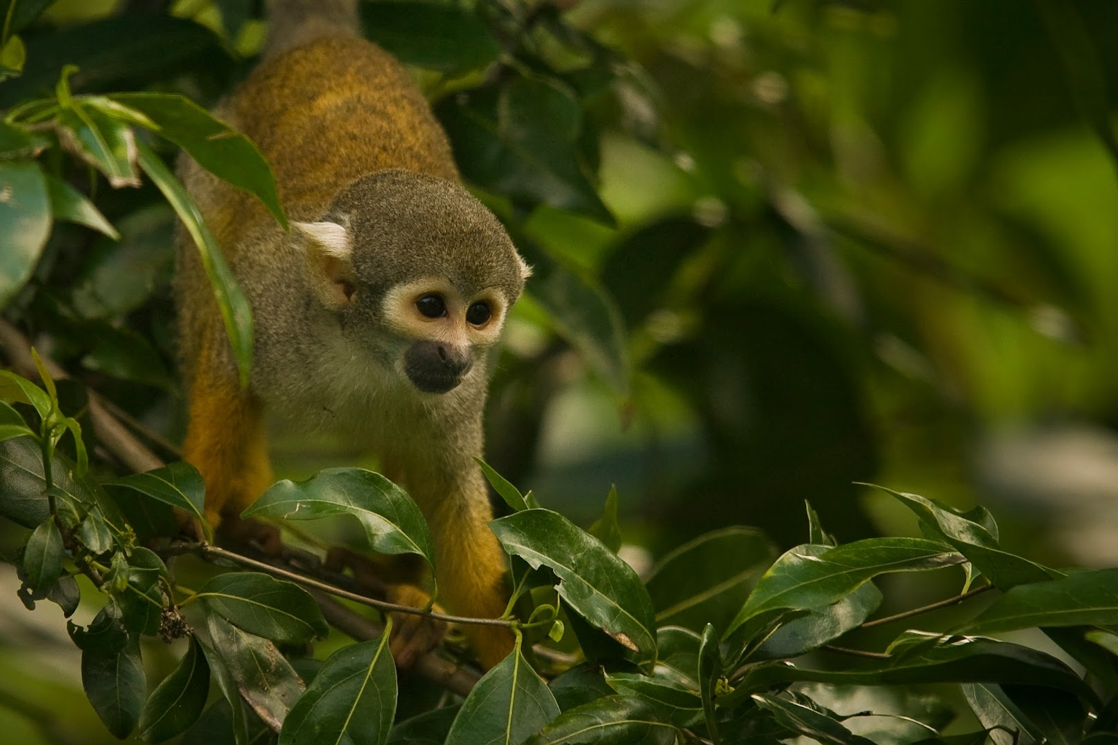 Monkey Jungle photo 3