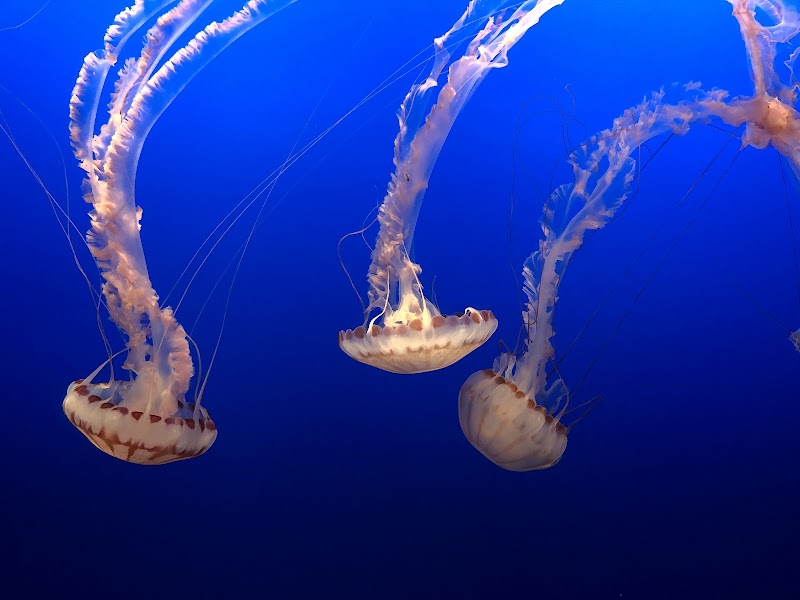 Monterey Bay Aquarium photo 2