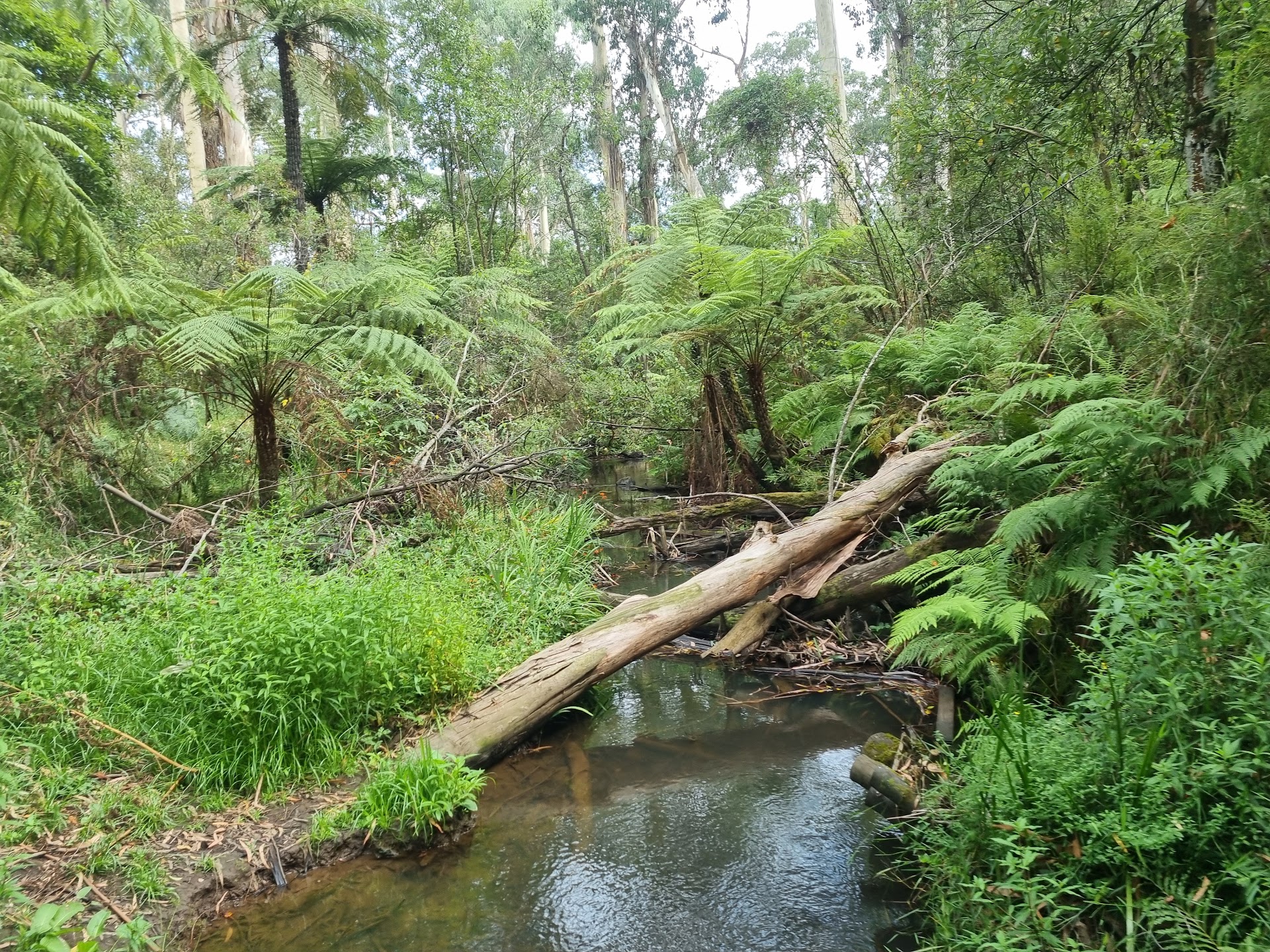 Mount Evelyn Reserve Playground photo 3