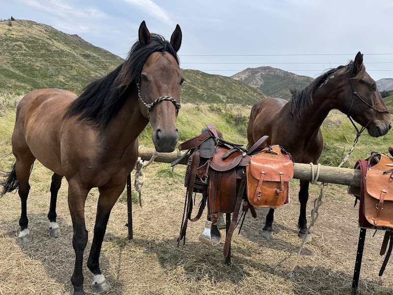 Mountain Horses Outfitters (former Pukatea Horse Trekking)