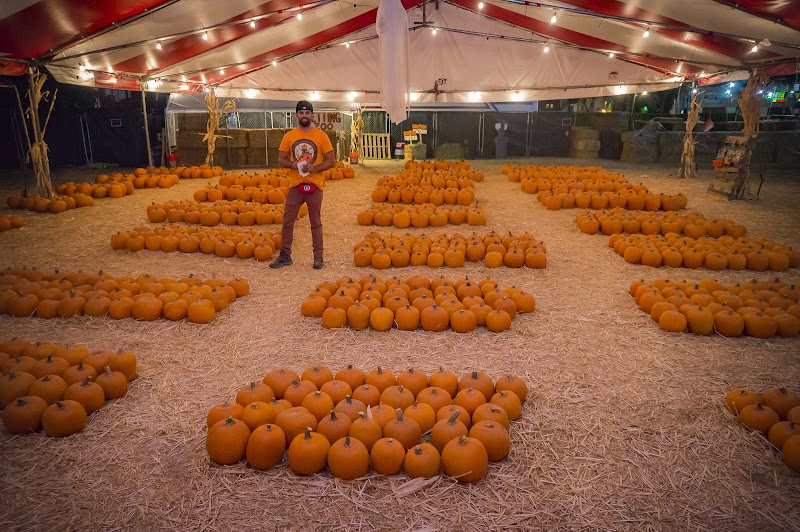 Mr. Jack O' Lanterns Pumpkins photo 2
