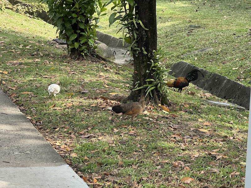 Mr. Rooster Bird Park photo 2