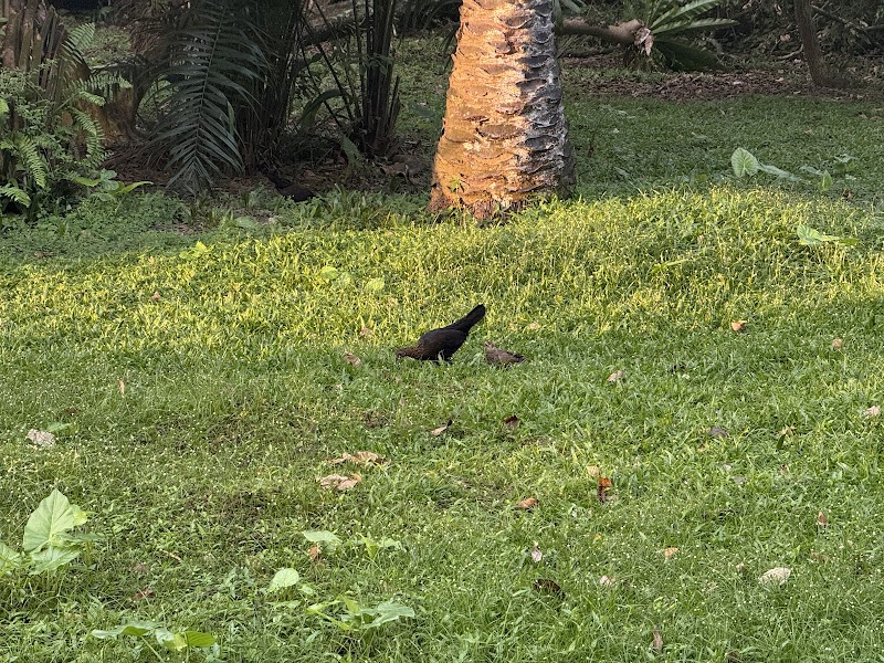 Mr. Rooster Bird Park photo 3