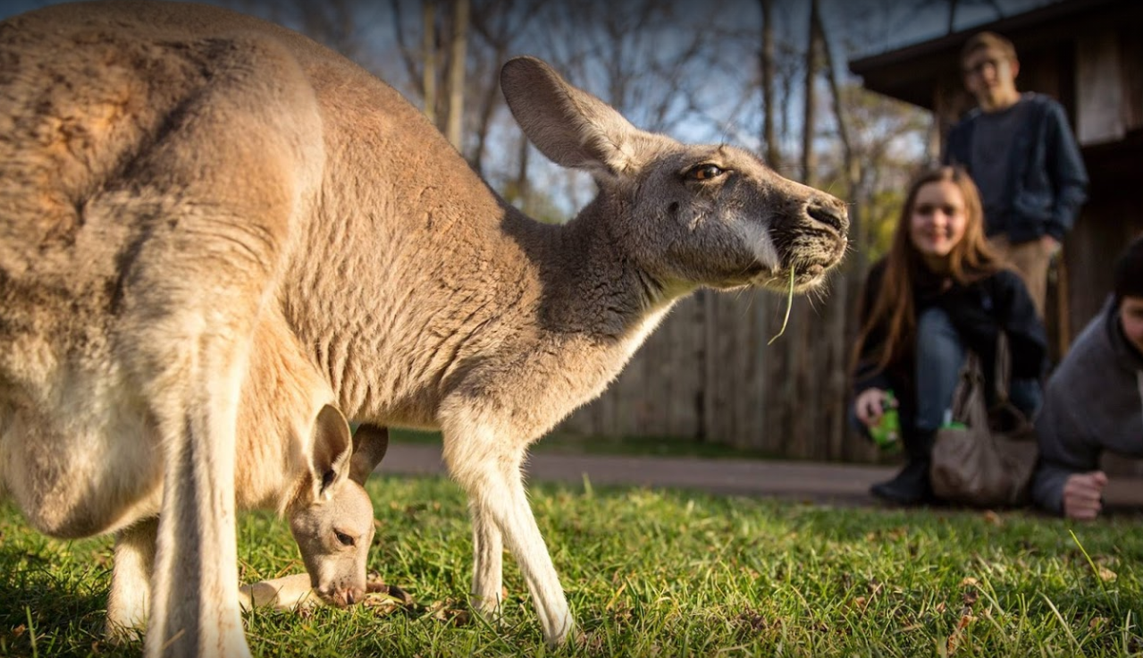 Nashville Zoo at Grassmere photo 2