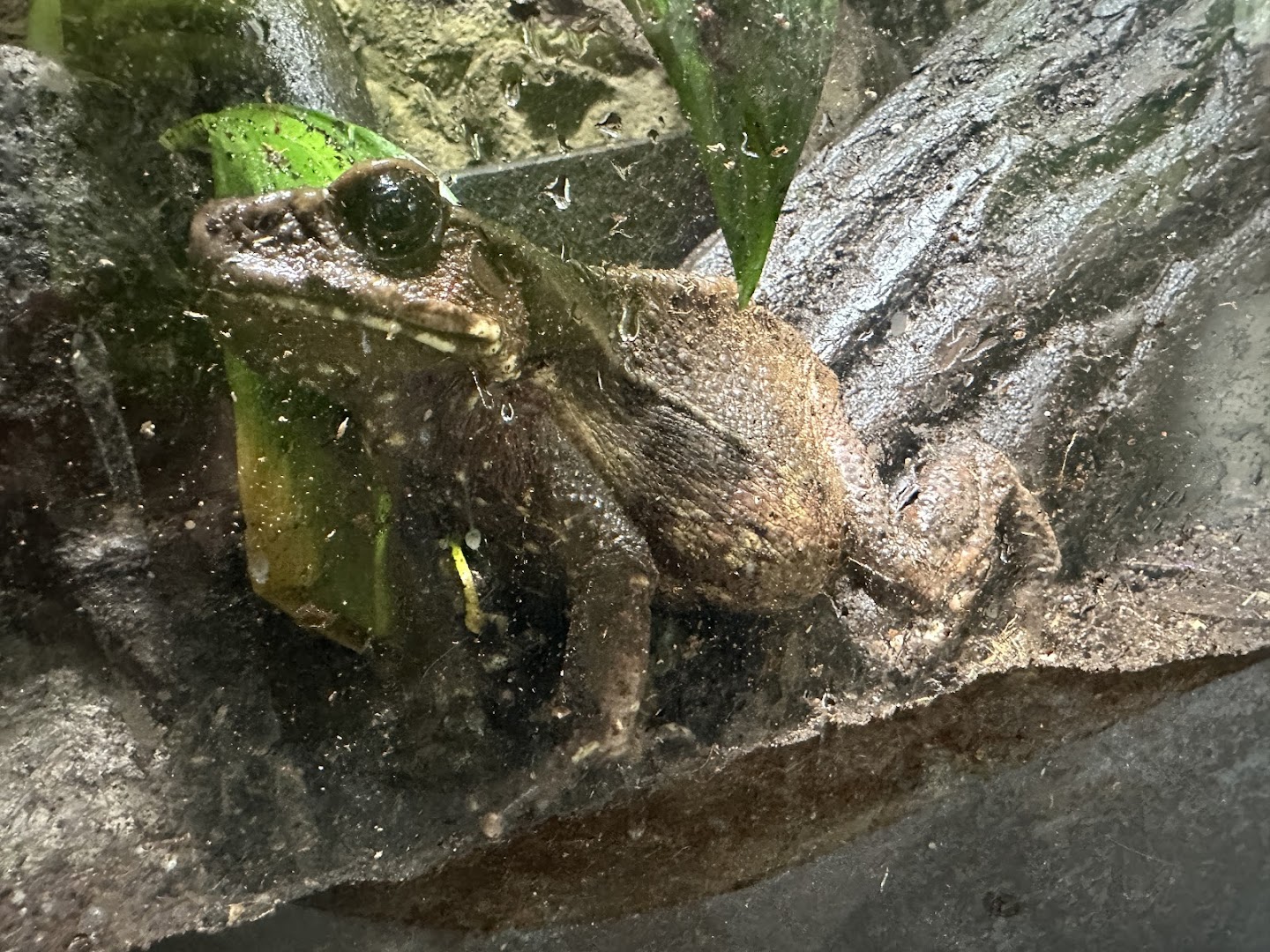 National Amphibian Conservation Center